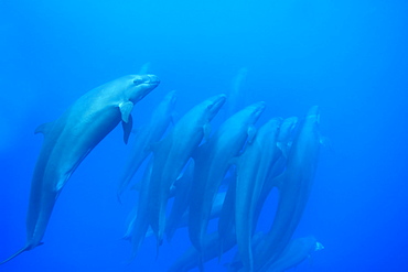 Group of tightly bunched false killer whales (Pseudorca crassidens), Azores, Portugal, Atlantic, Europe