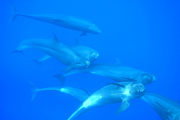 Group of tightly bunched false killer whales (Pseudorca crassidens), Azores, Portugal, Atlantic, Europe