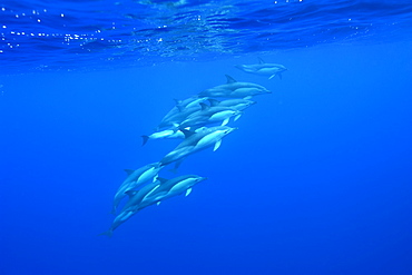 Group of common dolphins (Delphinus delphis) underwater, Azores, Portugal, Atlantic, Europe