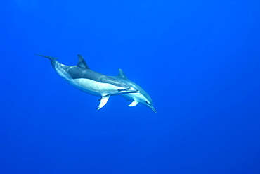 Common dolphin (Delphinus delphis) underwater, Azores, Portugal, Atlantic, Europe