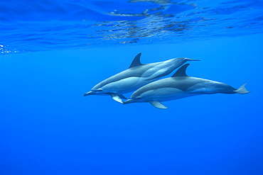 Common dolphins (Delphinus delphis) underwater, Azores, Portugal, Atlantic, Europe