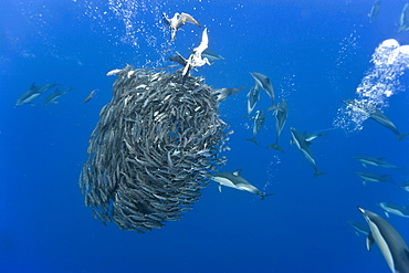 Common dolphins (Delphinus delphis) and Cory's sheerwaters (Calonectris diomedea) preying on blue jack mackerel (Trachurus picturatus), Azores, Portugal, Atlantic, Europe