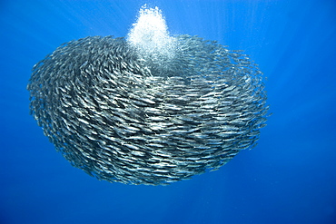 Ball of blue jack mackerel (Trachurus picturatus), Azores, Portugal, Atlantic, Europe