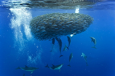 Common dolphins (Delphinus delphis) preying on blue jack mackerel (Trachurus picturatus), Azores, Portugal, Atlantic, Europe