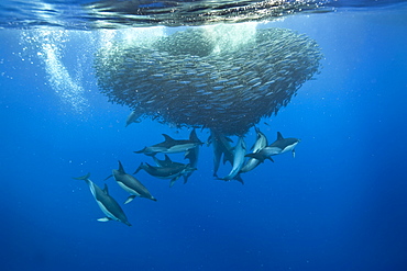 Common dolphins (Delphinus delphis) preying on blue jack mackerel (Trachurus picturatus), Azores, Portugal, Atlantic, Europe