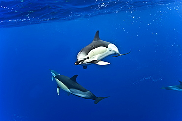 Common dolphins (Delphinus delphis) underwater, Azores, Portugal, Atlantic, Europe