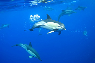 Common dolphins (Delphinus delphis) blowing bubbles underwater, Azores, Portugal, Atlantic, Europe