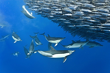 Common dolphins (Delphinus delphis) preying on blue jack mackerel (Trachurus picturatus), Azores, Portugal, Atlantic, Europe