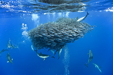 Common dolphins (Delphinus delphis) preying on blue jack mackerel (Trachurus picturatus), Azores, Portugal, Atlantic, Europe