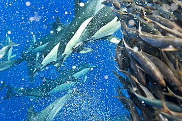 Common dolphins (Delphinus delphis) preying on blue jack mackerel (Trachurus picturatus), Azores, Portugal, Atlantic, Europe