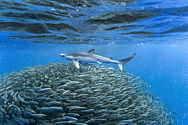 Shark thought to be a tope with a zebra fish in attendance passes a large ball of blue jack mackerel (Trachurus picturatus) mid ocean, Azores, Portugal, Atlantic, Europe