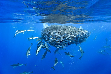 Common dolphins (Delphinus delphis) preying on blue jack mackerel (Trachurus picturatus), Azores, Portugal, Atlantic, Europe