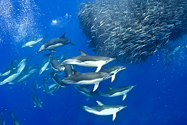 Common dolphins (Delphinus delphis) preying on blue jack mackerel (Trachurus picturatus), Azores, Portugal, Atlantic, Europe