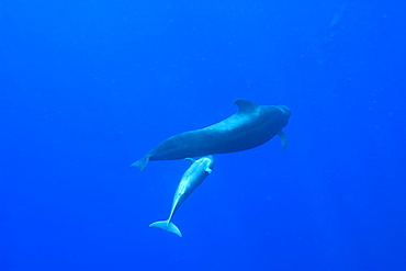 Adult and young suckling short finned pilot whale (Globicephala macrorynchus), Canary Islands, Spain, Atlantic, Europe