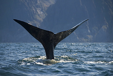 Sperm whale. (Physeter macrocephalus). A sperm whale tail at the start of a deep dive. Gulf of California.