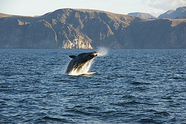 Sperm whale. (Physeter macrocephalus). A breaching sperm whale clears the water still blowing. Gulf of California.