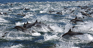 Among a large group of travelling common dolphin (Delphinus delphis). Gulf of California.   (RR)