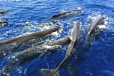 Sperm whale. (Physeter macrocephalus). A group of sperm whales socialising. Caribbean.