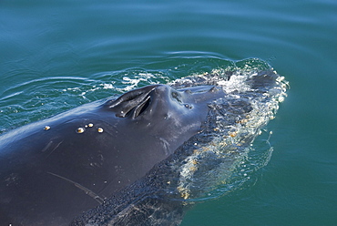 Humpback whale (Megaptera novaeangliae). The blow holes of a humpback whale.  Gulf of California.