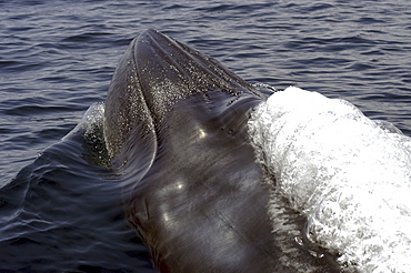 Close up of the head of a Bryde's whale (Balaenoptera edeni) showing the lateral ridges.
Gulf of California.   (RR)