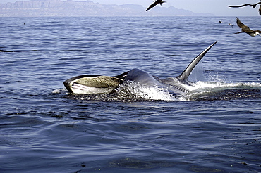 Bryde's whale (Balaenoptera edeni) lunge feeding Bryde's whale. 
Gulf of California.   (RR)