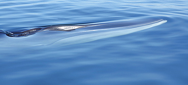 Fin whale (Balaenoptera physalus) showing white lower jaw in calm sea. Gulf of California.   (RR)