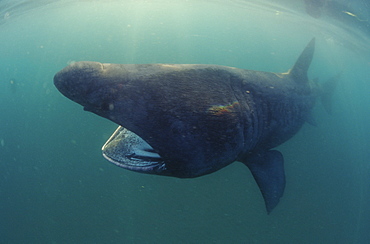 basking shark feeding in the UK, 