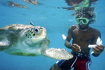 divers enjoying swimming with turtle