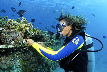 divers enjoying a moray eel  in Barbados, Caribbean