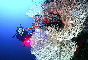 diver in the red sea with some red soft coral. Red Sea