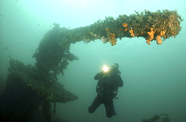 divers enjoying wreck diving in Barbados, Caribbean                               