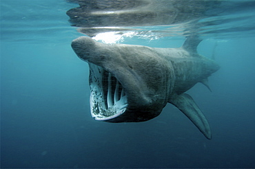 basking shark feeding in the UK, 