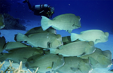 Schooling Humphead wrasse