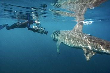 basking shark feeding in the UK, 