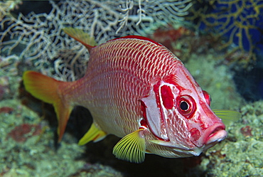 Colourful fish (Species currently unidentified)