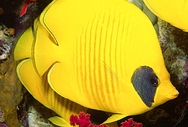 Yellow fish (Species currently unidentified)