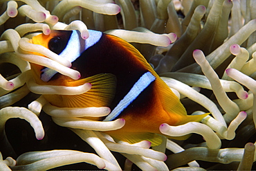 Anenome fish in anenome tentacles 