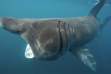 basking shark feeding in the UK, 