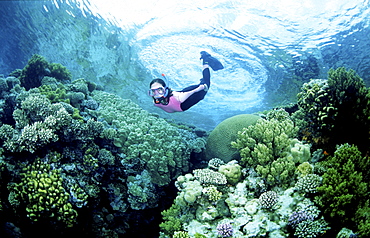 Free diver over colourful reef scene