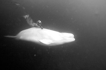 Julia petrik Russian freediver freedives with beluga whales. White Sea, Russia