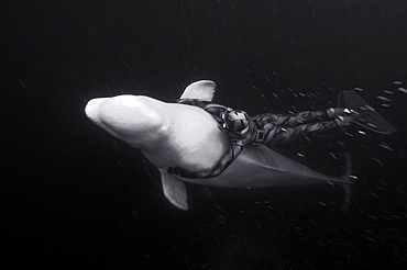 Julia petrik Russian freediver freedives with beluga whales. White Sea, Russia