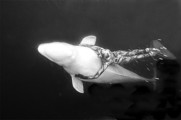 Julia petrik Russian freediver freedives with beluga whales. White Sea, Russia