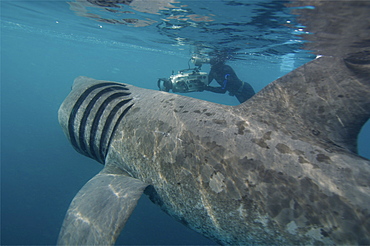 basking shark feeding in the UK, 