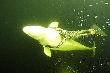 Beluga whales in the white sea . Russia