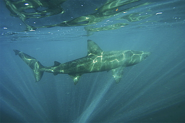 basking shark feeding in the UK, 