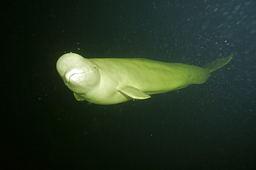 Beluga whales in the white sea . Russia