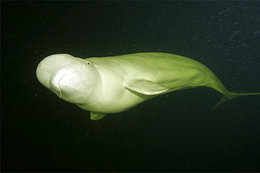 Beluga whales in the white sea . Russia