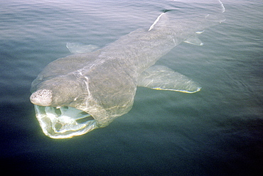 basking shark feeding in the UK, 