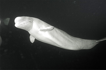 Beluga whales in the white sea . Russia