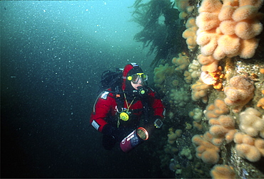 diver enjoy reef diving in Scotland, UK